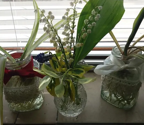 Stai Za Gosti Venera Gæstehus 3*